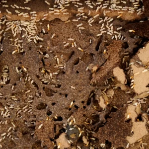 A close-up of a Causes Of Termites In Your Home